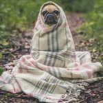 Cute puppy portrait